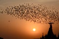 Flocking behavior of Starlings Birds in Bikaner