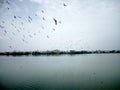 Flocking birds over a Lake.