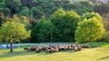 Flocking the Sheep Herd by the Afternoon Light