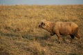 Flocks of beautiful domestic sheep grazing in a large field, a beautiful view of the lake