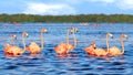 Flocks of beautiful pink flamingos in the Celestun National Park. Mexico. Yucatan.
