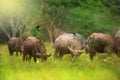 Flocks of birds catching insects from water buffalos