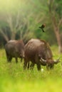 Flocks of birds catching insects from water buffalos