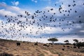 Flocks of birds catching insects from water buffalos In Maasai Mara National Reserve