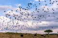 Flocks of birds catching insects from water buffalos In Maasai Mara National Reserve