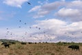 Flocks of birds catching insects from water buffalos In Maasai Mara National Reserve