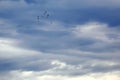 Flocks of birds flew back and forth in the cloudy sky.