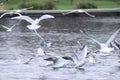 Flocks of gulls diving into river to grab bread