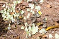 Flocks of butterflies on the ground