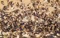 Flocks of Cape Sparrows fly to and from the waterhole for safety