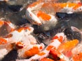 Flocks of carp and catfish float on the water Royalty Free Stock Photo