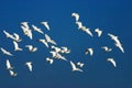 Flocks of cattle egrets in flight