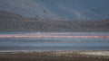 Flocks of Flamingos on the Lake Bogoria - Kenya Royalty Free Stock Photo