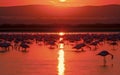 Flocks of flamingos in the lake Royalty Free Stock Photo