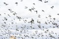 Flocks Of Flying Pigeons Isolated On Blue Sky. Flying Pigeons. The Flock Flight Of Birds.