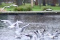 Flocks of gulls landing on water