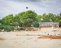 Flocks of herons looking for food on the beach