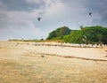 Flocks of herons looking for food on the beach