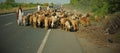 Flocks on the highway