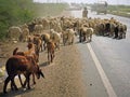 Flocks on an Indian highway