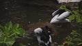 Flocks of large Australian pelicans in the water fishing in their usual habitat