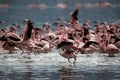 Flocks of Lesser Flamingos Royalty Free Stock Photo