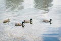 Colorful drake mallard or wild duck. Birds and animals in wildlife concept