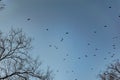 Flocks of migratory birds, high in the sky. They fly overhead against the blue sky. Black silhouettes with wings in large