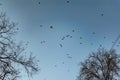 Flocks of migratory birds, high in the sky. They fly overhead against the blue sky. Black silhouettes with wings in large