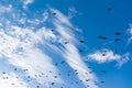 Flocks of migratory birds, high in the sky. They fly overhead against the blue sky. Black silhouettes with wings in large