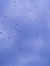 The Flocks of Open-billed Stork Birds Flying