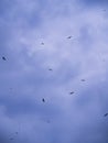 The Flocks of Open-billed Stork Birds Flying