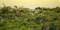 A flocks of Painted Stork flying from Rain tree canopy