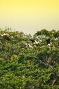 A flocks of Painted Stork flying from Rain tree canopy
