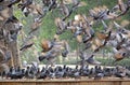 Flocks of Pigeons in Flight and Standing Royalty Free Stock Photo