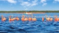 Flocks of pink flamingos and tourist boat in Celestun National Park. Mexico. Yucatan. Royalty Free Stock Photo