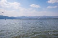 Flocks of red-billed gulls flying at Dianchi Lake, China