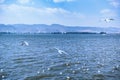 Flocks of red-billed gulls flying at Dianchi Lake, China