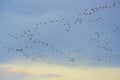 Flocks of Sand Hill cranes against an evening sky Royalty Free Stock Photo