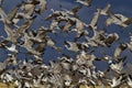 Flocks of sandhill cranes and snow geese rise in winged flurry