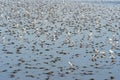 Flocks of Seagull on water, Bangpoo, Samutprakarn, Thailand Royalty Free Stock Photo