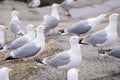 Flocks of seagulls fight and squawk over food in Maine