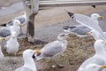 Flocks of seagulls fight and squawk over food under a bench