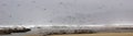 Flocks of seagulls flying along the coastal sand beach