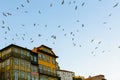 Flocks of seagulls over the roofs of the old town.