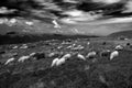 Flocks of sheep in the alps Royalty Free Stock Photo