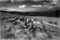 Flocks of sheep in the alps Royalty Free Stock Photo