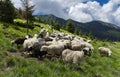 Flocks of sheep graze in the summer in the Ukrainian Carpathians Lysych mountain meadow, Marmara massif. Traditional sheep breedin Royalty Free Stock Photo