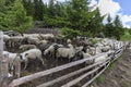 Flocks of sheep graze in the summer in the Ukrainian Carpathians Lysych mountain meadow, Marmara massif. Traditional sheep breedin Royalty Free Stock Photo