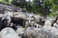 Flocks of sheep graze in the summer in the Ukrainian Carpathians Lysych mountain meadow, Marmara massif. Traditional sheep breedin Royalty Free Stock Photo